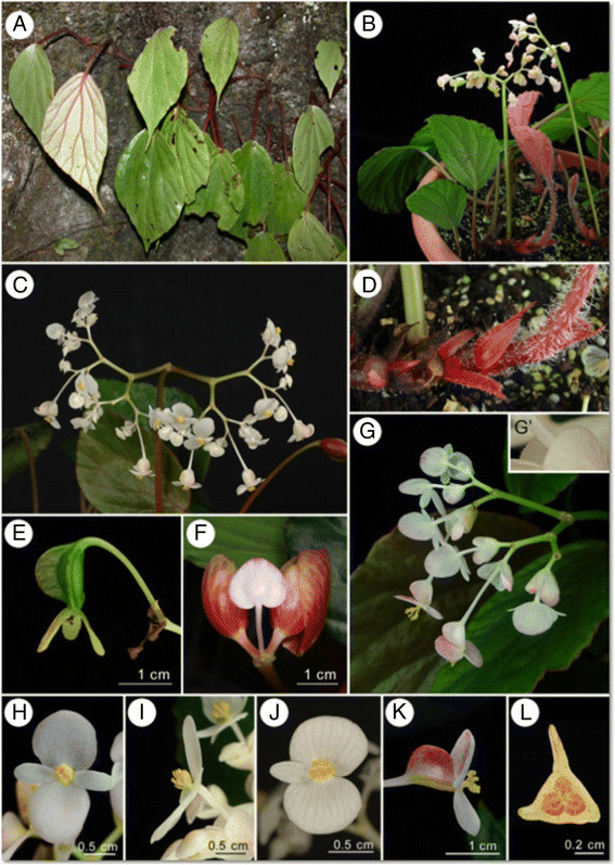 B. longa